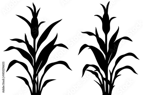 Two black silhouette corn plant illustrations on white background agriculture, corn, corn plant, maize, silhouette, vector, agriculture, plant, field, farm, farming, harvest, crop, food, grain, rural