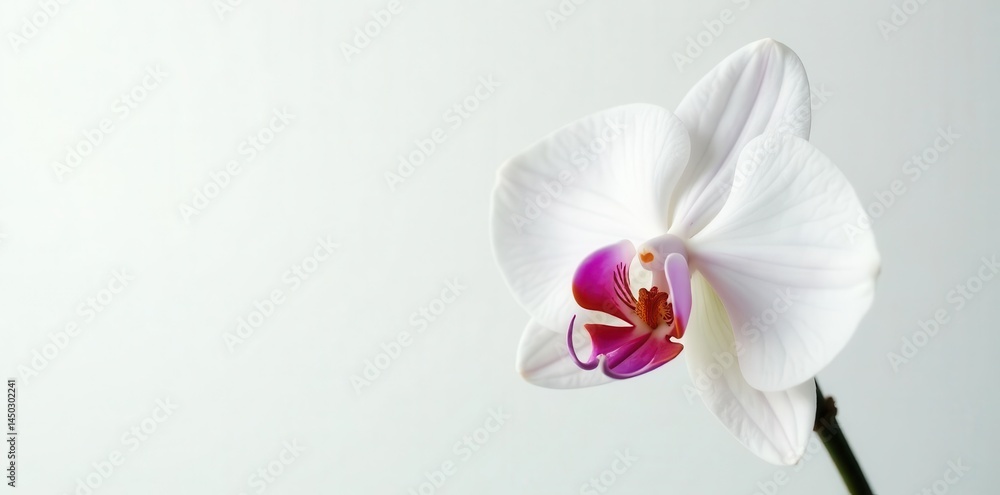 Fototapeta premium Single white orchid, showcasing intricate details, against stark white backdrop , flora, orchid flower