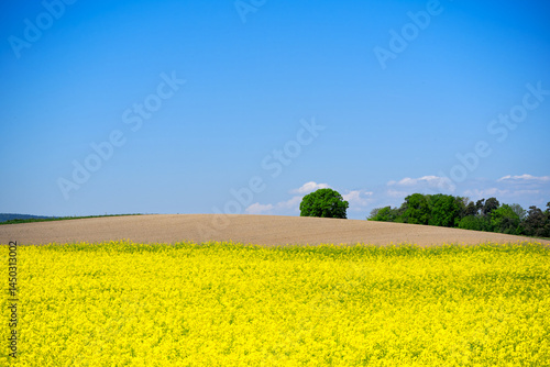 Yellow rape brassica napus L. field with hill and blue sky background at Swiss village of Oberglatt near the airport on a sunny spring day. Photo taken May 1st, 2025, Zurich Oberglatt, Switzerland.