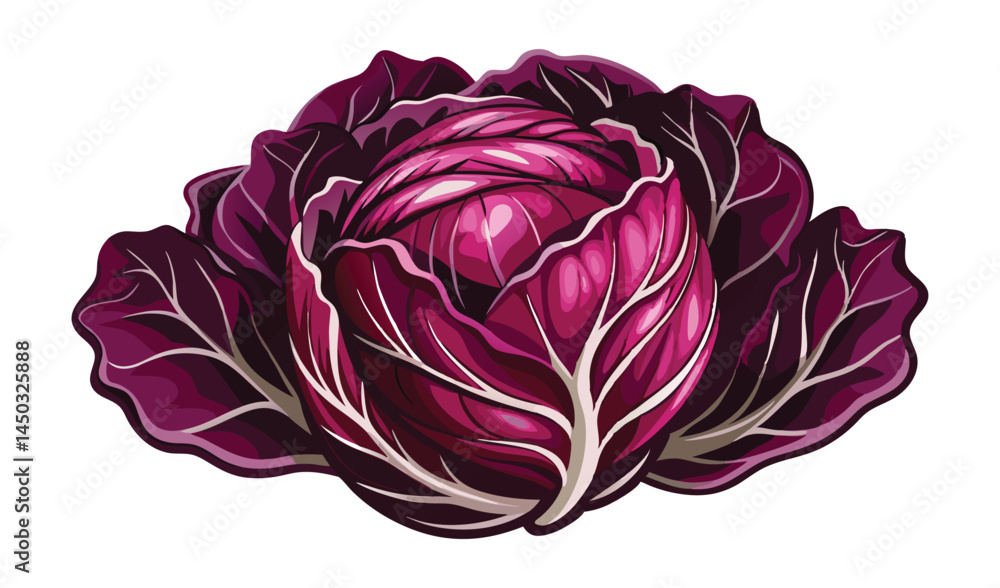 Obraz premium Fresh, raw, purple cabbage, a healthy vegetarian food ingredient, is isolated on a white background