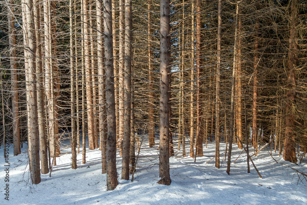 Obraz premium dead_spruces