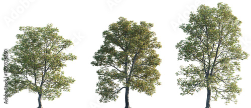 Set of Aesculus hippocastanum (also called horse-chestnut, European horsechestnut, buckeye, and conker tree) frontal set street trees isolated png on a transparent background perfectly cutout
