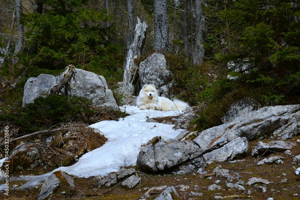 Samoyed dog laying on the snow
