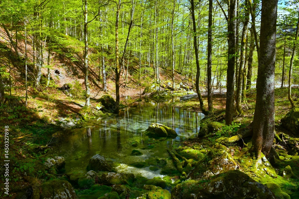 Pond in a temperate, deciduous, broadleaf forest in Krma, Slovenia