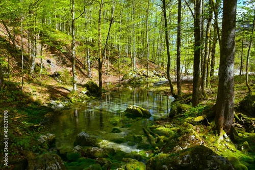 Pond in a temperate, deciduous, broadleaf forest in Krma, Slovenia