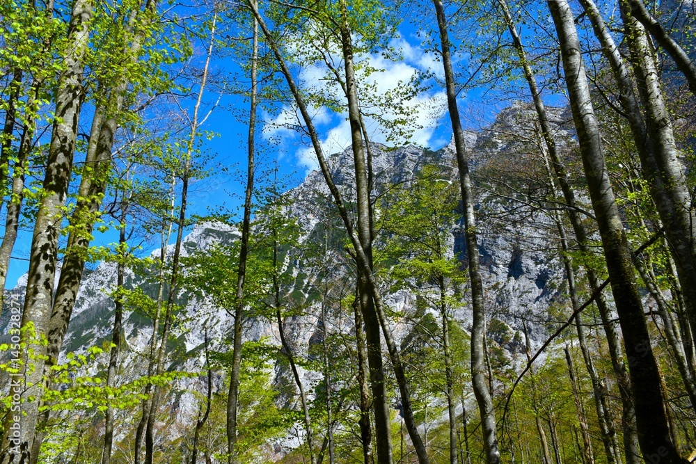 Beech trees in a mountain deciduous, broadleaf forest in Krma valley in Julian alps, Slovenia