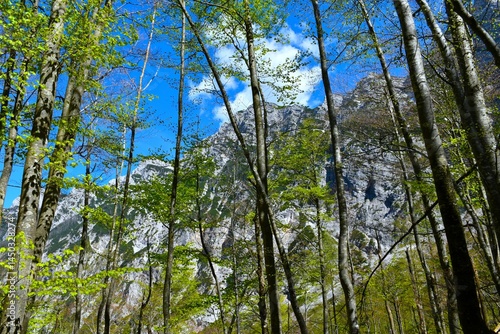 Obraz na płótnie Beech trees in a mountain deciduous, broadleaf forest in Krma valley in Julian alps, Slovenia w salonie