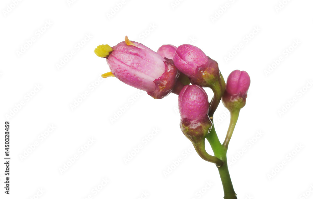 Fototapeta premium Lemon bud isolated on white background, clipping path