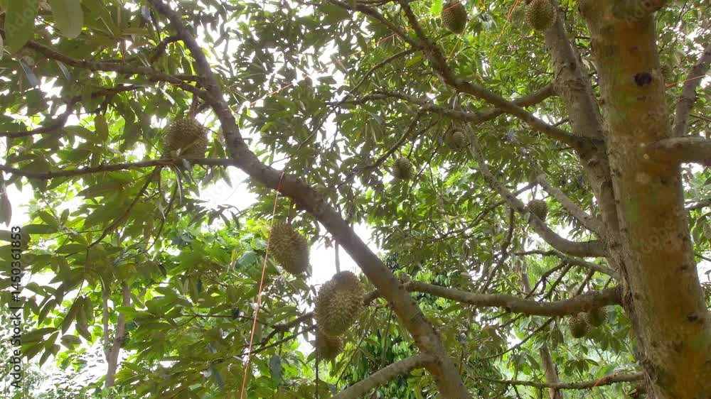 Durian tree laden with fruit Durian tree laden with fruit