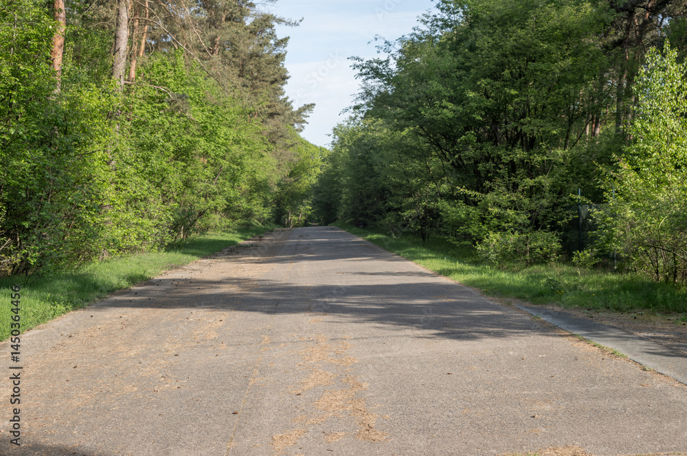 Fototapeta premium Empty asphalt road leading through lush green forest in spring