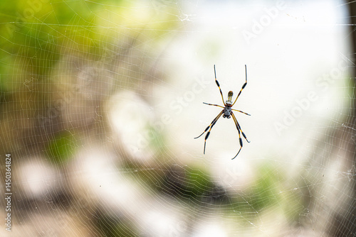 Golden Orb Weaver Spider in Costa Rica

 photo