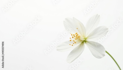 Delicate white flower blossom against pure white background, fragile, spring, visual