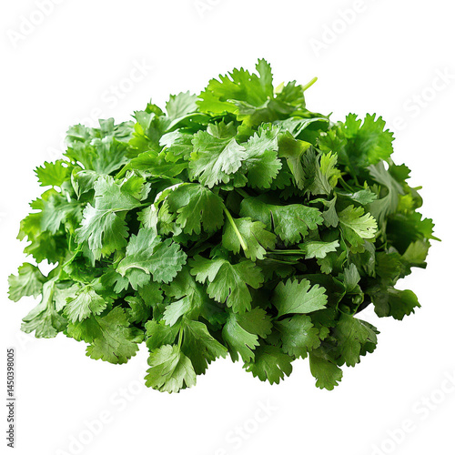 Fresh cilantro bunch cilantro leaves cilantro herb cilantro food ingredient cilantro plant cilantro isolated on transparent background