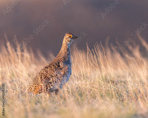 A Sharp-tailed Grouse on the Wyoming Prairie.