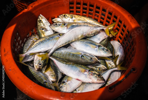 The fresh fish in plastic baskets are sea fish that local fishermen catch and sell at Ban Bang Saray Pier. Sattahip District, Thailand