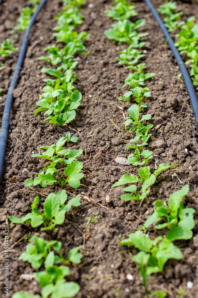 Young radishes grow in rows in a bed along drip irrigation pipes in early spring. Growing and watering vegetables in the garden Young radishes grow in rows in a bed along drip irrigation pipes in early spring. Growing and watering vegetables in the garden