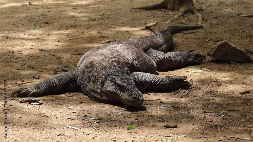 omodo dragon chilling in the mud at Komodo island Indonesia omodo dragon chilling in the mud at Komodo island Indonesia