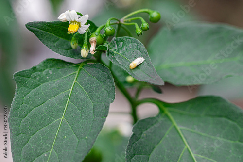 Bilde på lerret Black nightshade plant (Solanum nigrum)