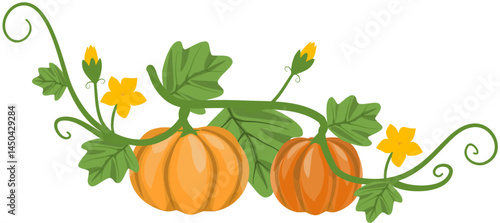 Autumnal Pumpkin Vine with Blossoms - Harvest Illustration