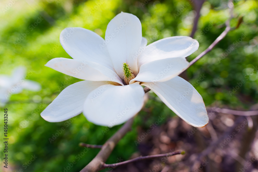 Fototapeta premium Close-Up View of Elegant White Magnolia Flower in Natural Setting