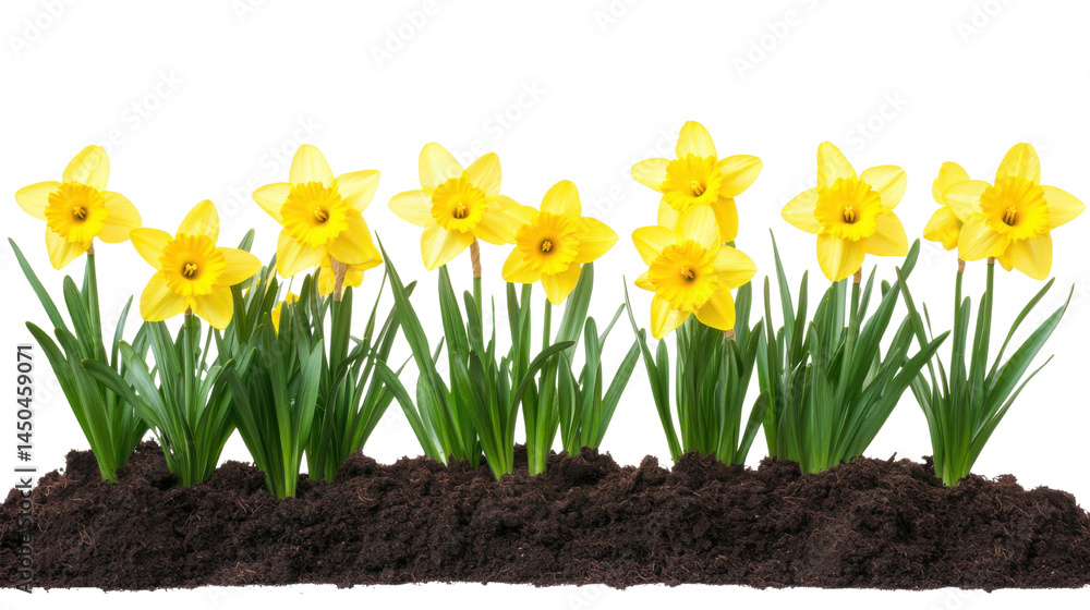 Easter yellow daffodils growing from soil on white background Easter yellow daffodils growing from soil on white background