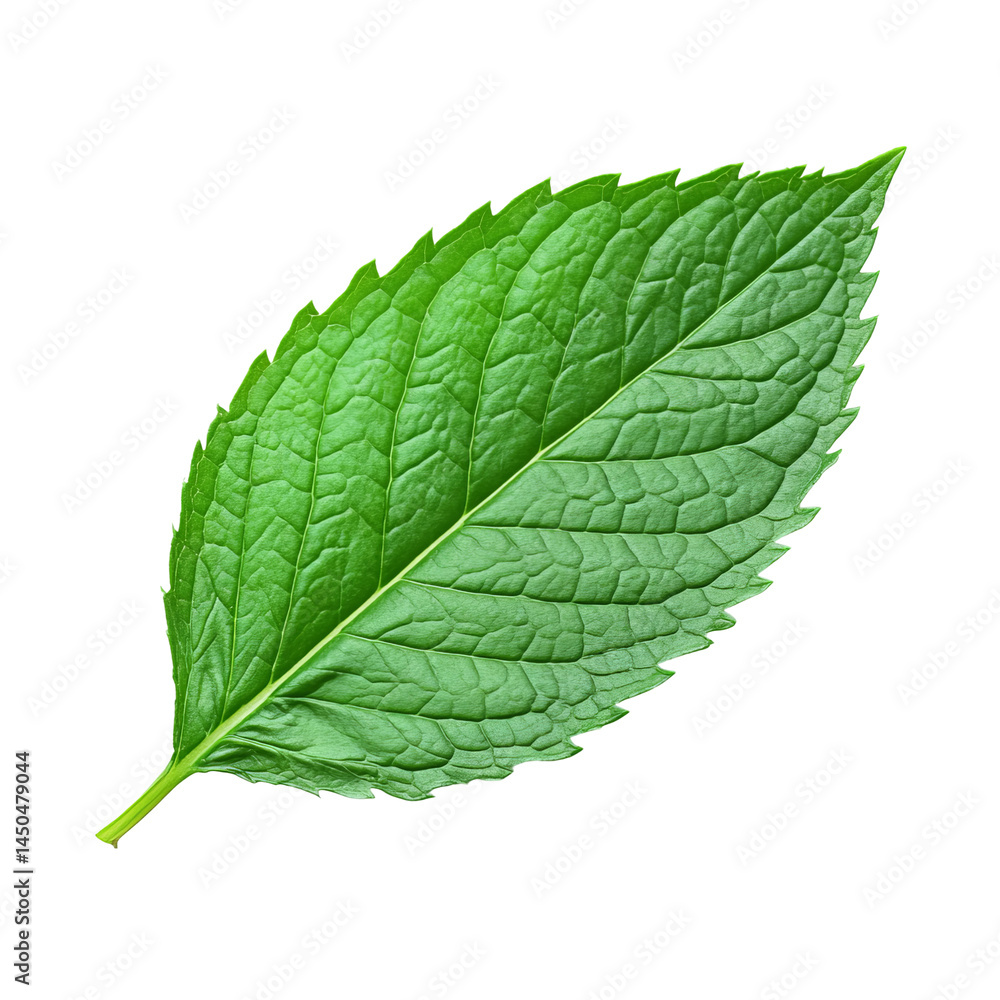 Obraz premium A fresh mint leaf with vibrant green color and detailed textures. Its edges are intricately serrated, showcasing its natural beauty