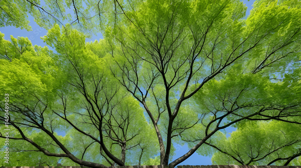 Fototapeta premium The detail of treetops of the decorative trees with fresh young green leaves on top of the branches.