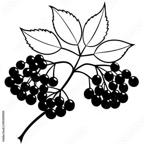 Minimal Elderberry Vector on White