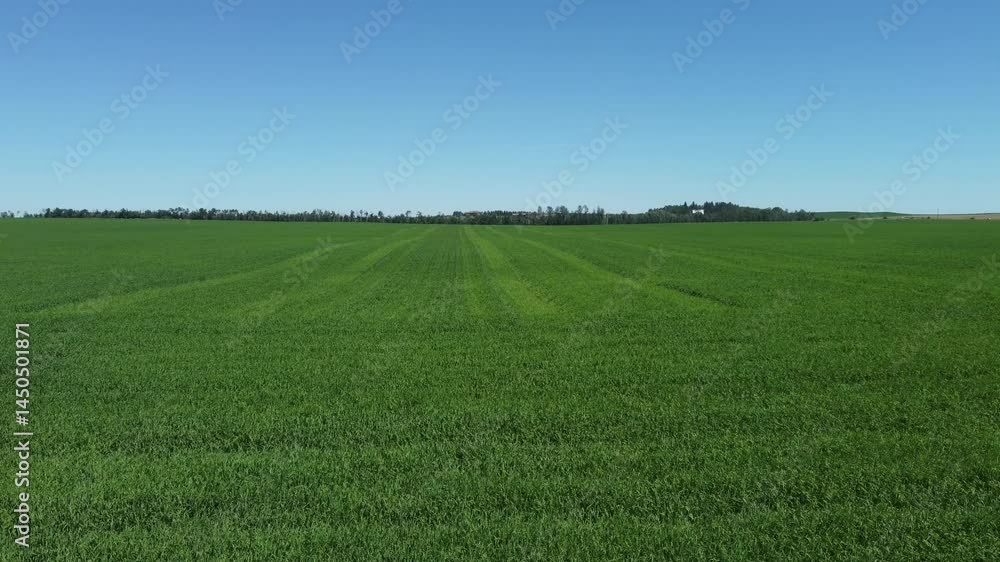 Lush green field vista on a sunny blue sky day Lush green field vista on a sunny blue sky day