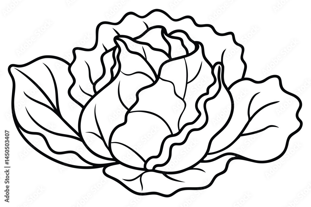 Lettuce Vegetable Vector Illustration Isolated on White Background
Lettuce Vegetable Vector Illustration Isolated on White Background