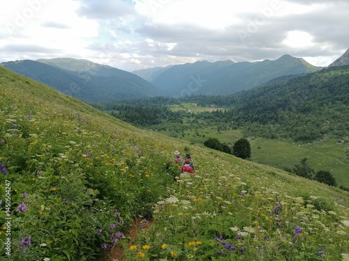 alpine meadows trail