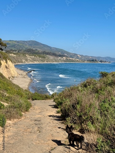 Fototapeta scotty dog on bluffs