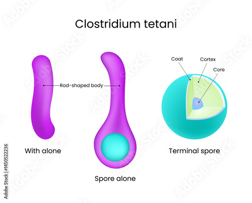 Clostridium tetani Structure and Spore Formation