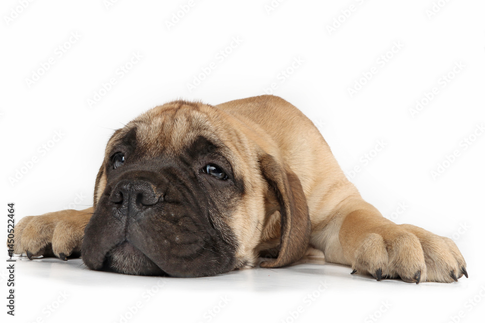 A tired-looking puppy lying flat on the floor in a funny pose, as if completely exhausted, isolated on a white background. The image is cute and humorous, perfect for lighthearted content A tired-looking puppy lying flat on the floor in a funny pose, as if completely exhausted, isolated on a white background. The image is cute and humorous, perfect for lighthearted content