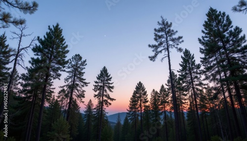 Forest Canopy at Dusk