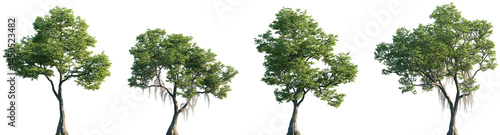 Fotografie Set of Nyssa biflora (commonly referred to as the swamp tupelo, or swamp black-g