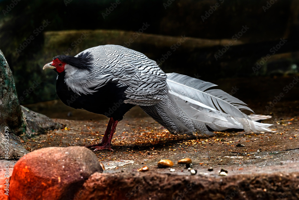Fototapeta premium Silver pheasant on the ground in its enclosure. Latin name - Lophura nycthemera