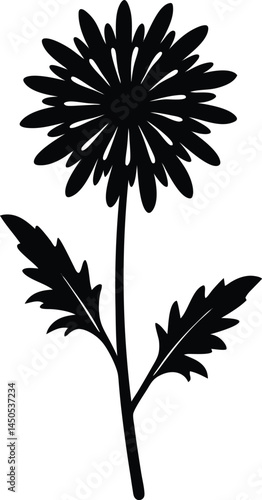 balsam ragwort flower silhouette vector on white 