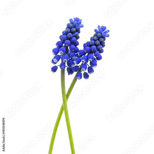 Two Blue Muscari Flowers Isolated Grape Hyacinth Spring Blossom Garden Plant