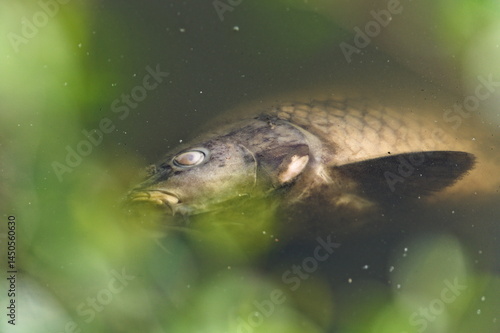 Dead fish in the pond. Polluted or poisoned water concept. Environmental disaster concept.