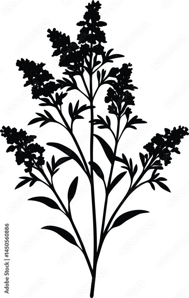 Naklejka premium early goldenrod silhouette vector on white 