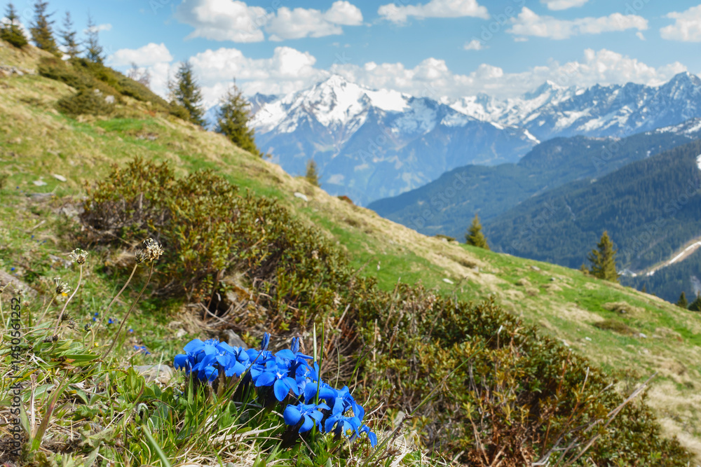 Alpenblumen in einer herrlichen Berglandschaft