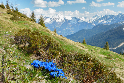 Alpenblumen in einer herrlichen Berglandschaft