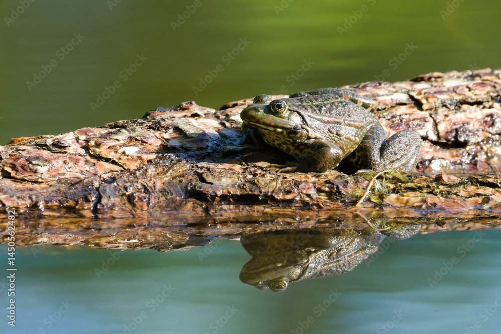 Fototapeta premium Pelophylax ridibundus aka European marsh frog and reflection on the water surface. Colourful background.