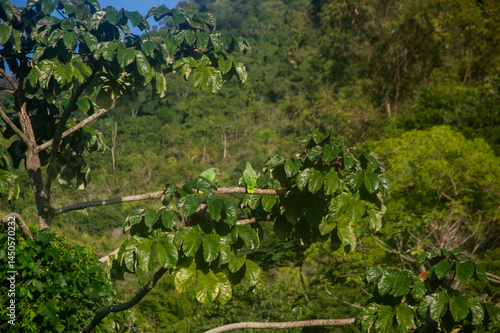 papagaio
