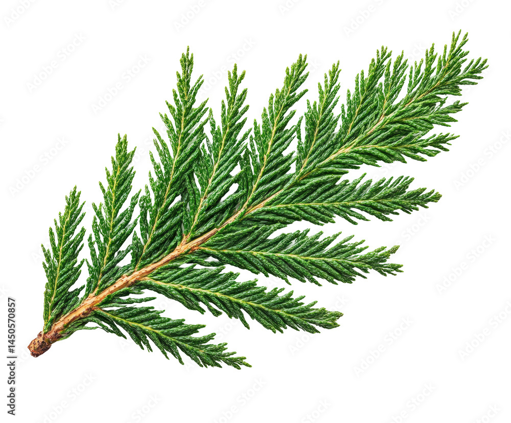 Caring for nature evergreen branch natural botanical isolated on transparent background Caring for nature evergreen branch natural botanical isolated on transparent background