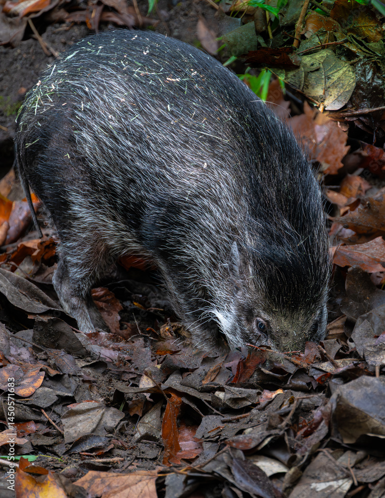 Visayan Warty Pig (Sus cebifrons) Searching for Food