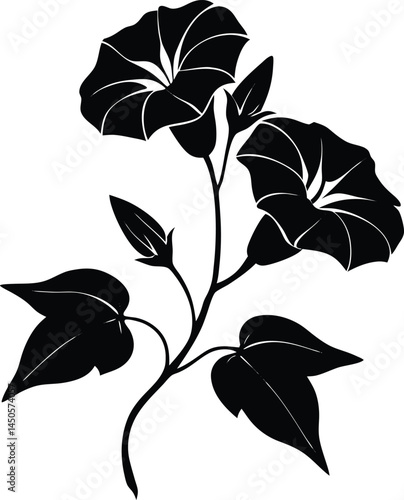 hedge bindweed flower silhouette vector on white