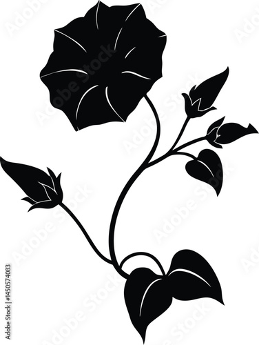 hedge bindweed flower silhouette vector on white