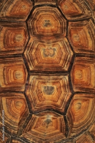 tortoise shell pattern close up texture natural brown carapace